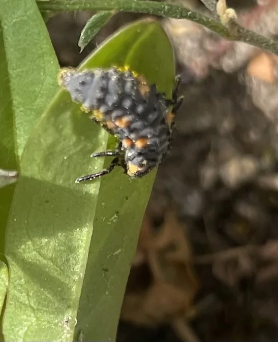 Fotografia de um pequeno invertebrado sobre uma folha
